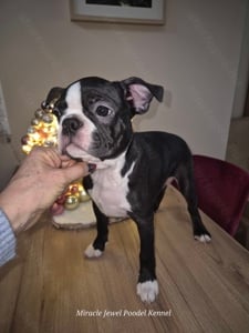  Törzskönyves Boston Terrier szuka  és kan még gazdikereső! - kép 2