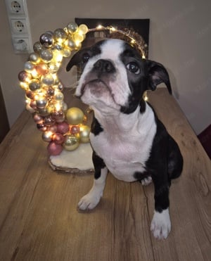  Törzskönyves Boston Terrier szuka  és kan még gazdikereső! - kép 5