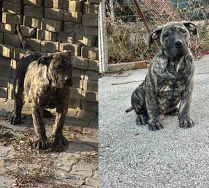 Presa Canario törzskönyves minöségi kölykök