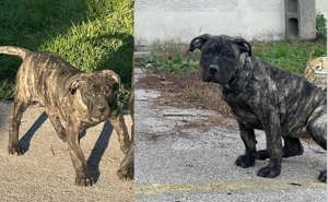 Presa Canario törzskönyves minöségi kölykök - kép 2