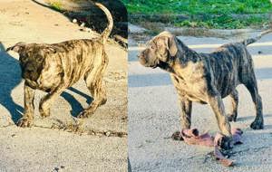 Presa Canario törzskönyves minöségi kölykök - kép 4