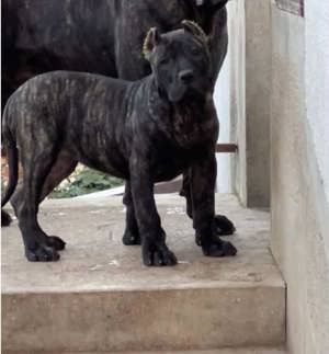 Presa Canario törzskönyves minöségi kölykök - kép 3