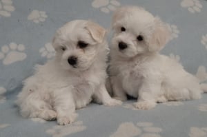 Gyönyörű máltai selyemkutya eladó  ( nem maltipoo)