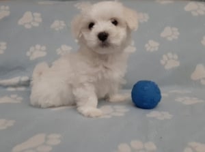 eladó máltai selyemkutya  ( nem maltipoo  ) - kép 11