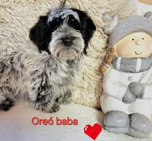 Bichon havanese csodaszép kislány  - kép 2