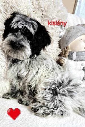 Bichon havanese csodaszép kislány  - kép 3