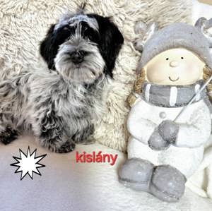 Bichon havanese csodaszép kislány  - kép 4