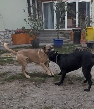 Cane corso formentino kan!