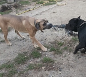 Cane corso formentino kan! - kép 2