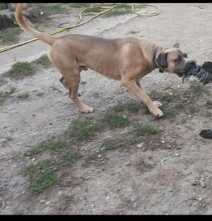 Cane corso formentino kan! - kép 3