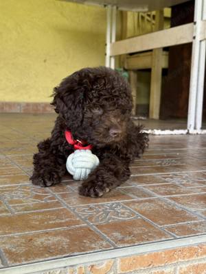 Lagotto kiskutyák  - kép 5