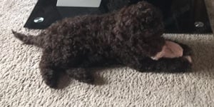 Lagotto kiskutyák  - kép 8