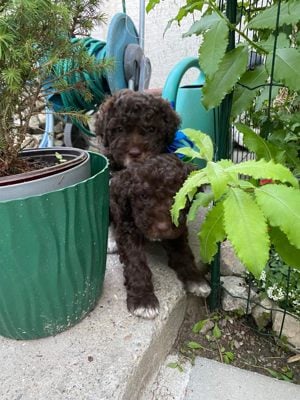 Lagotto kiskutyák  - kép 4