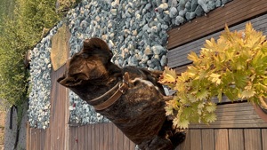 Cane Corso kiskutyák foglalhatók - kép 7