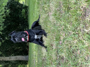 Cane Corso kiskutyák foglalhatók - kép 8