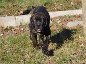 cane corso kan kiskutya