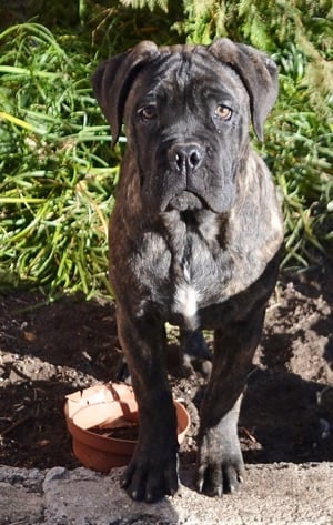 cane corso szuka