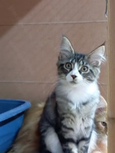 Maine coon cicák 