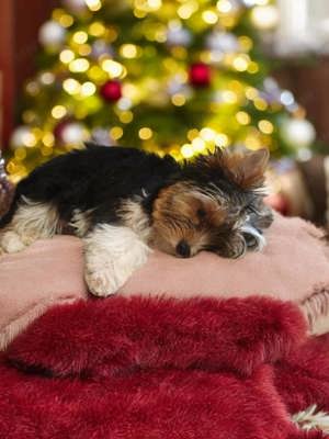 Biewer yorkshire terrier