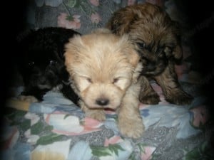 Bison Havanese kiskutyák eladóak.