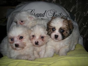 Bison Havanese eladók.