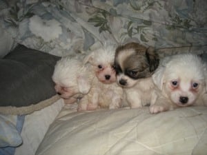 Bison Havanese eladók.