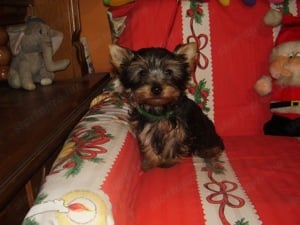 Gyönyörű Yorki Yorkshire terrier kisfiú eladó! - kép 2