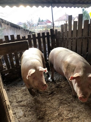 Minőségi, hús jellegű hízó eladó! Háznál tartott