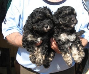 Bison Havanese kiskutyák Karácsonyra!.