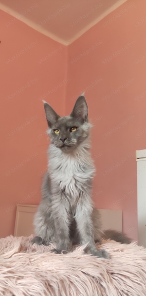 Gyönyörű szép Maine Coon fiú  - kép 3