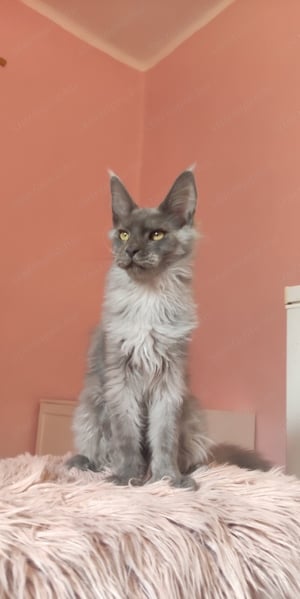 Gyönyörű szép Maine Coon fiú 