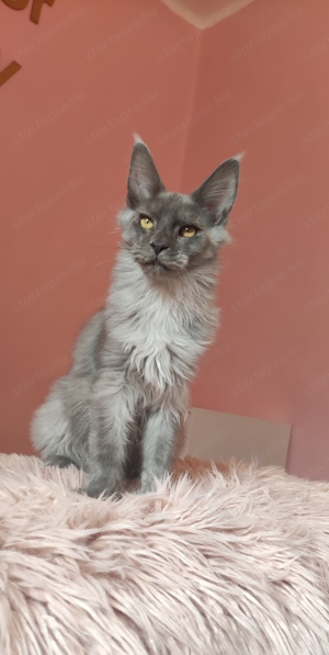 Gyönyörű szép Maine Coon fiú  - kép 2