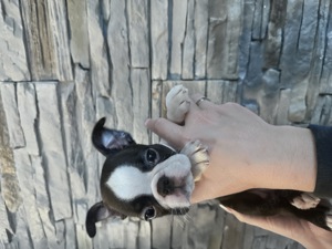 Boston terrier szuka,kan - kép 3