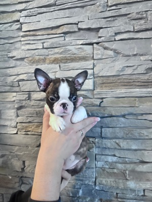 Boston terrier szuka,kan - kép 12