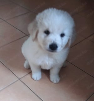 Kuvasz kiskutyák  - kép 4