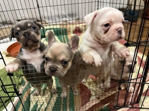 8 hetes pici francia bulldogok családból költözne apa fluffy lila anya platina - kép 3