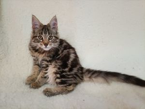 Maine coon kiscica