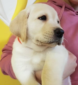 Labrador Retriever kisfiúk és kislány - kép 2