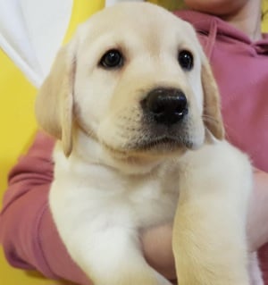 Labrador Retriever kisfiúk és kislány - kép 5