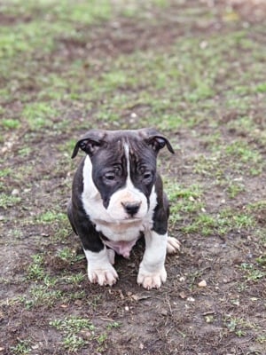 Staffordshire terrier kiskutyák  - kép 2