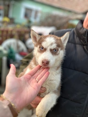 Kék szemű Szibériai husky kiskutyák - kép 3