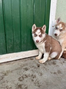 Kék szemű Szibériai husky kiskutyák - kép 4