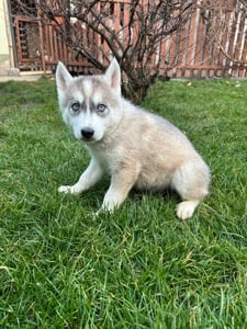 Kék szemű Szibériai husky kiskutyák - kép 5