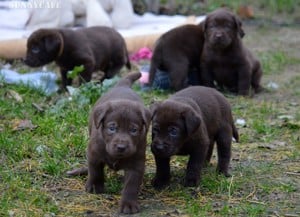 Törzskönyvezett csokibarna labrador kiskutyák! - kép 3