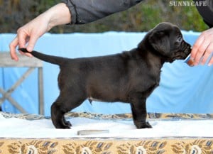 Törzskönyvezett csokibarna labrador kiskutyák! - kép 2