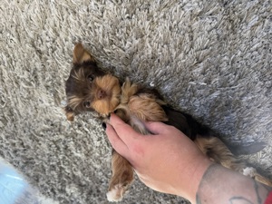 Fajtatiszta Mini Yorkshire Terrier törzskönyves felmenőktől! - kép 10