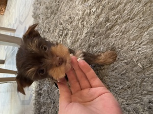 Fajtatiszta Mini Yorkshire Terrier törzskönyves felmenőktől! - kép 5