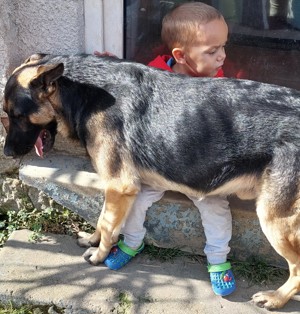 Eldó német juhász kölyök kislány vagy csere  - kép 2