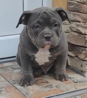 American bully kiskutyák 