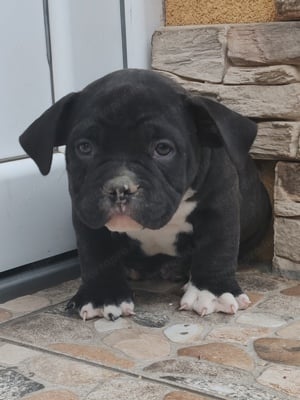 American bully kiskutyák  - kép 2